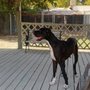 Photo of SkyBlue Kennels