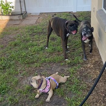 Running Paws Pet Services - Pet Boarding Near Me Running Paws Pet Services - Pet Boarding Near Me