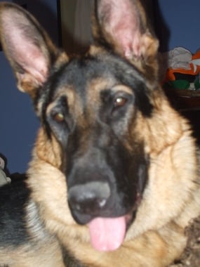 stonehill german shepherds