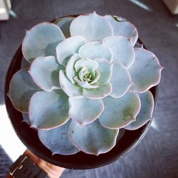 Kent Buds & Blooms - Loooove that blue