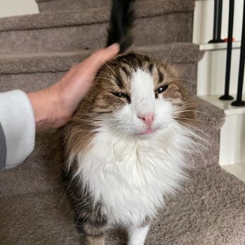 Michelle At Your Service - Loving caretakers! - Pet Sitting Near Me - McKinney, Texas Michelle At Your Service - Loving caretakers! - Pet Sitting Near Me - McKinney, Texas