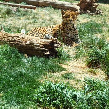 Bearizona - Zoos Near Me - Williams, Arizona Bearizona - Zoos Near Me - Williams, Arizona