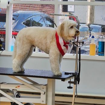 Snoopy Pet Grooming - Pet Groomers Near Me Snoopy Pet Grooming - Pet Groomers Near Me