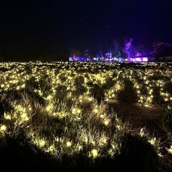 Lavender Nights - Festivals Near Me - Cherry Valley, California