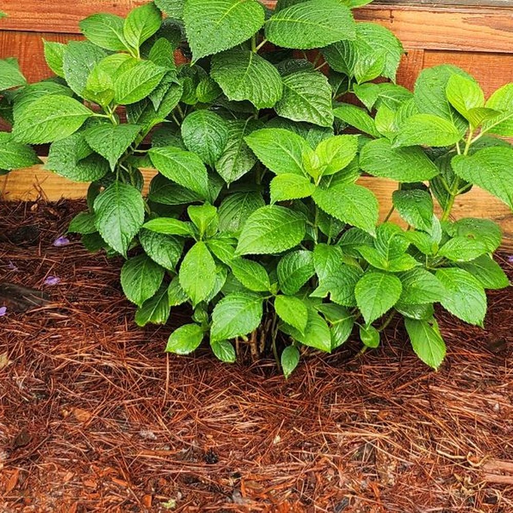 Ole Grady's Nursery - Hydrangeas - Nurseries & Gardening Near Me - Lucedale, Mississippi Ole Grady's Nursery - Hydrangeas - Nurseries & Gardening Near Me - Lucedale, Mississippi
