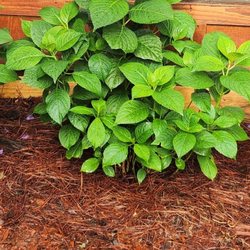 Ole Grady's Nursery - Hydrangeas