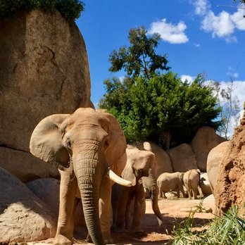 Bioparc - The last photo I'm uploading but later I will upload more since right now I'm in an airport!! - Zoos Near Me - Valencia, V