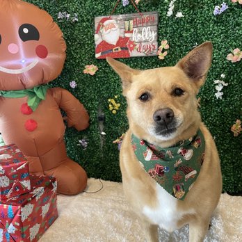 Pretty Paws Pet Spa - Kylie - Pet Groomers Near Me - Cypress, Texas