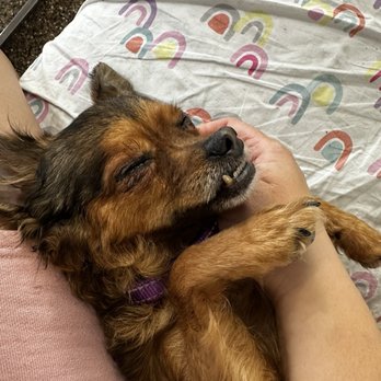 Pup Culture Collective - Social hours - Pet Adoption Near Me - Pasadena, California