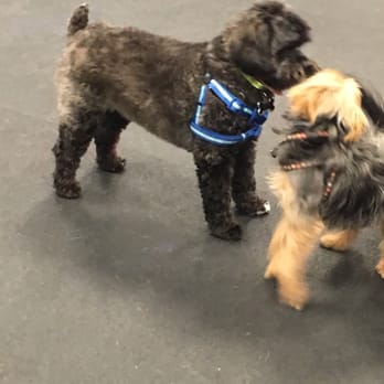 Zoom Room Dog Training - Meeting friends on play date - Pet Training Near Me - Virginia Beach, Virginia