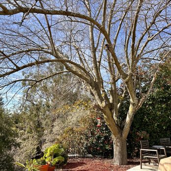 Heartwood Professional Tree Management - Before: overgrown mulberry tree. - Tree Services Near Me - Rocklin ca, California Heartwood Professional Tree Management - Before: overgrown mulberry tree. - Tree Services Near Me - Rocklin ca, California