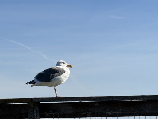 Natural Bridges State Beach by null