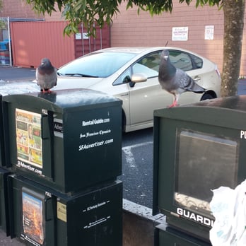 Walgreens - The Wild Birds in the Walgreens Car Park - Drugstores Near Me - San Francisco, California Walgreens - The Wild Birds in the Walgreens Car Park - Drugstores Near Me - San Francisco, California