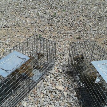 Critter Control - We live relocate wildlife to a sustainable and licensed area. - Pest Control Near Me Critter Control - We live relocate wildlife to a sustainable and licensed area. - Pest Control Near Me