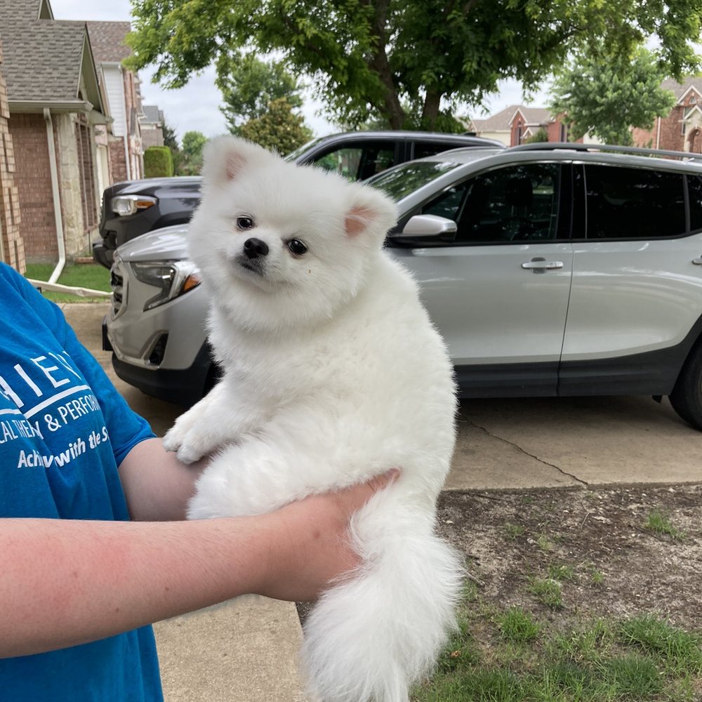 Classy Doggie Cuts - My poor baby - Pet Groomers Near Me - Plano, Texas Classy Doggie Cuts - My poor baby - Pet Groomers Near Me - Plano, Texas