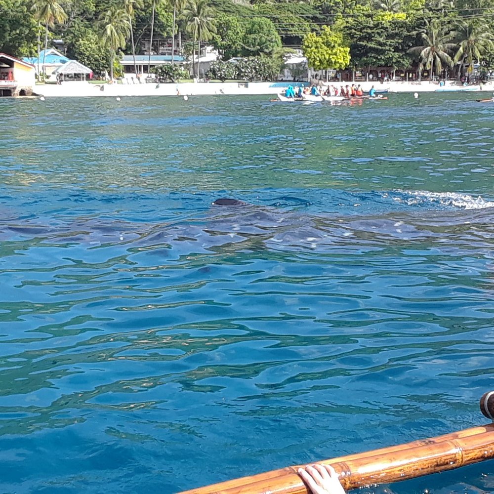 Oslob Whale Shark Watching - Whale shark close to surface - Whale Watching Tours Near Me - Oslob, CEB Oslob Whale Shark Watching - Whale shark close to surface - Whale Watching Tours Near Me - Oslob, CEB