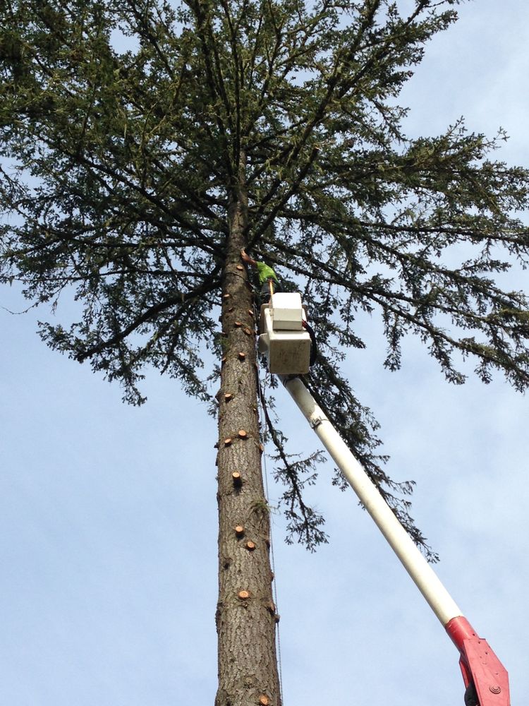Rose Tree Service & Vegetation Management - tree service in Springfield, OR