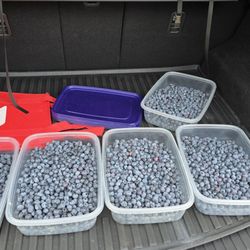 Grandma Dixie's Place - Blueberries