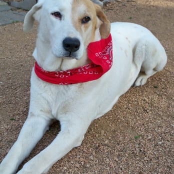 Keep Austin Wagging Pet Sitting - Jack - Dog Walkers Near Me - Austin, Texas Keep Austin Wagging Pet Sitting - Jack - Dog Walkers Near Me - Austin, Texas
