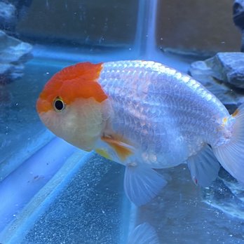 Genki Koi - The chosen one...$75 Ranchu, "Ponyo" - Local Fish Stores Near Me - San Jose, California