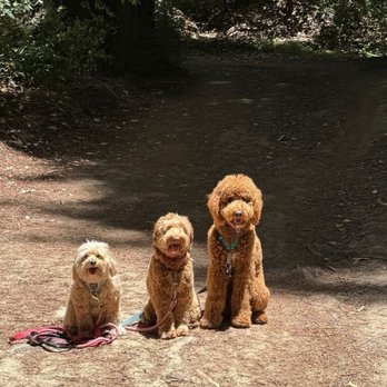 The Familiar Pet Sitter - The doodle pack on a doggy adventure out in the Redwoods! - Dog Walkers Near Me - Ben Lomond, California