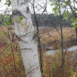 Spear Farm Estuary Preserve - Spear Farm Estuary Preserve from autumn of '17.