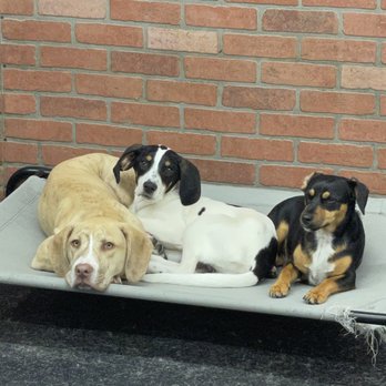 RiverDog - Malden - Naps are best when shared with friends to snuggle - Pet Training Near Me - Malden, Massachusetts RiverDog - Malden - Naps are best when shared with friends to snuggle - Pet Training Near Me - Malden, Massachusetts