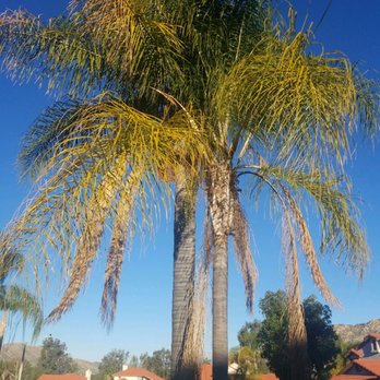All Star Tree Experts - Before and after pics - Tree Services Near Me - Upland, California
