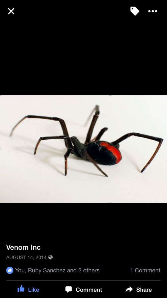 VENOM PEST MANAGEMENT Updated September 2024 Las Vegas, Nevada Pest Control Phone Number