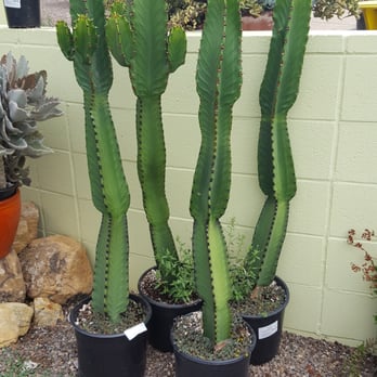 Weidners' Gardens - Great price for these - Nurseries & Gardening Near Me - Encinitas, California Weidners' Gardens - Great price for these - Nurseries & Gardening Near Me - Encinitas, California