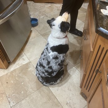 Paws Salon - Belle lookin so Beautiful! - Pet Groomers Near Me - Scottsdale, Arizona Paws Salon - Belle lookin so Beautiful! - Pet Groomers Near Me - Scottsdale, Arizona