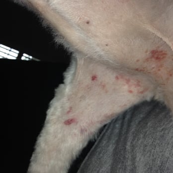 Pooch Pawlor Spa - This is what uncleaned razors did to my dog! Weeks of depressing recovery for my little girl. Horrible and unnecessary pain - Pet Groomers Near Me - Glendale, California Pooch Pawlor Spa - This is what uncleaned razors did to my dog! Weeks of depressing recovery for my little girl. Horrible and unnecessary pain - Pet Groomers Near Me - Glendale, California