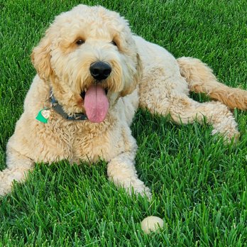 Chesapeake Lawn Science - Cooper approved! - Lawn Services Near Me - Silver Spring, Maryland