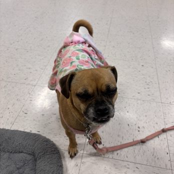 PetSmart - Assistant trainer nugget - Pet Stores Near Me - Costa Mesa, California PetSmart - Assistant trainer nugget - Pet Stores Near Me - Costa Mesa, California