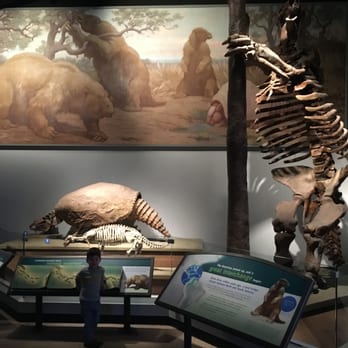 Field Museum - Megatherium. AKA - Giant Ground Sloth - Museums Near Me - Chicago, Illinois Field Museum - Megatherium. AKA - Giant Ground Sloth - Museums Near Me - Chicago, Illinois