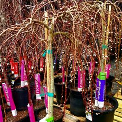 The Home Depot - Flowering trees. Let's choose! - 3/19/2026