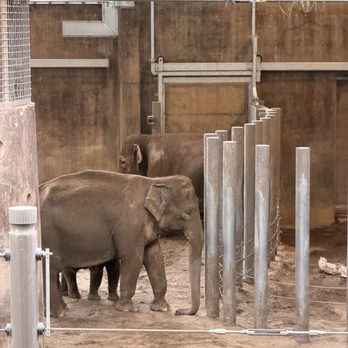 Oregon Zoo - Elephant - Zoos Near Me - Portland, Oregon Oregon Zoo - Elephant - Zoos Near Me - Portland, Oregon