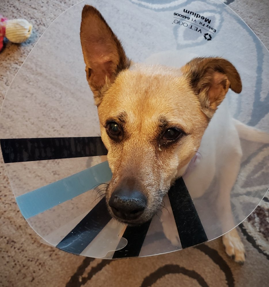 ANIMAL EYE SPECIALISTS 20 Photos & 29 Reviews 1545 W Plano Pkwy