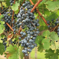 Castle Glen Winery - Cab Sauv ready to be picked!