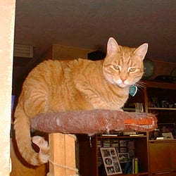 Powers with Animals - Fudgie on her post.