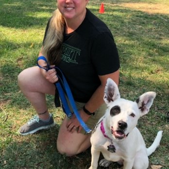 High Tail Dog Training - Pet Training Near Me High Tail Dog Training - Pet Training Near Me
