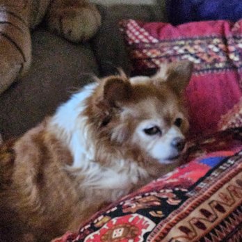 K-9 Clipper - Lola papillon and chi-wawa 530-864-9100 - Pet Groomers Near Me K-9 Clipper - Lola papillon and chi-wawa 530-864-9100 - Pet Groomers Near Me