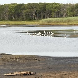 Wells Reserve at Laudholm - Salt marsh