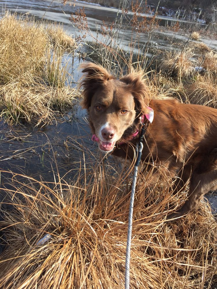 DOG ORPHANS near 90 ster St, Douglas, Massachusetts 11 Photos
