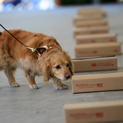 Dogs LTD. & Training - Now offering basic fundamentals of scent work live online.