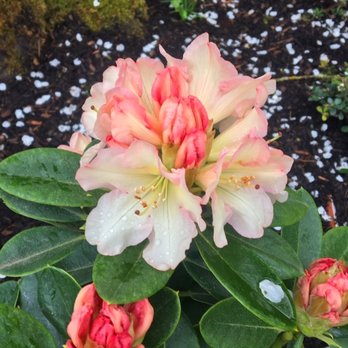 Grand-View Landscape - Blooming Unique Rhododendron - Landscaping Near Me - Vancouver, Washington Grand-View Landscape - Blooming Unique Rhododendron - Landscaping Near Me - Vancouver, Washington