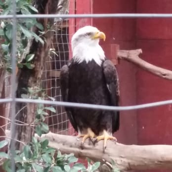 Wildlife Learning Center - A very awesome American Eagle - Zoos Near Me - Sylmar, California