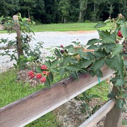 Kelly Creek RV Park - Garden