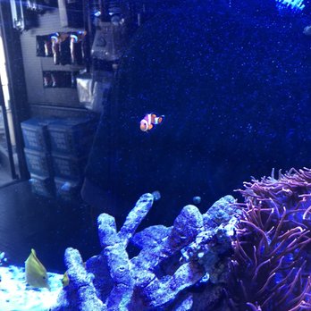 Aquatic Pets & Reptiles - Lonely Nemo! - Aquarium Services Near Me - Clovis, California