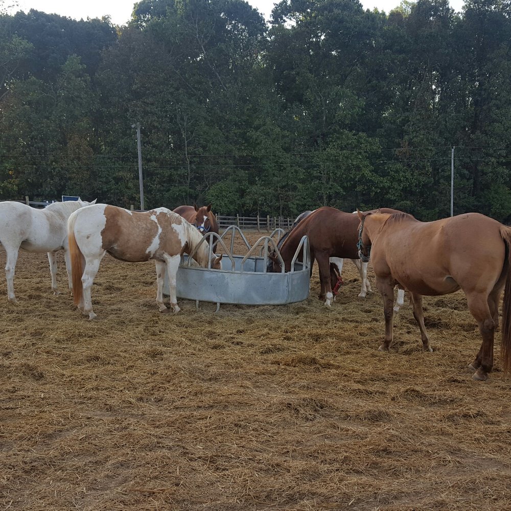 Southern Cross Ranch - Horseback Riding Near Me - Madison, Georgia Southern Cross Ranch - Horseback Riding Near Me - Madison, Georgia